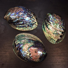 Abalone Paua