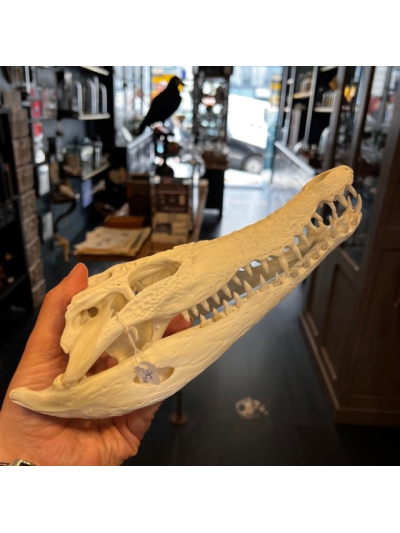 Australian marine crocodile skull: Crocodylus porosus - 30cm With CITES