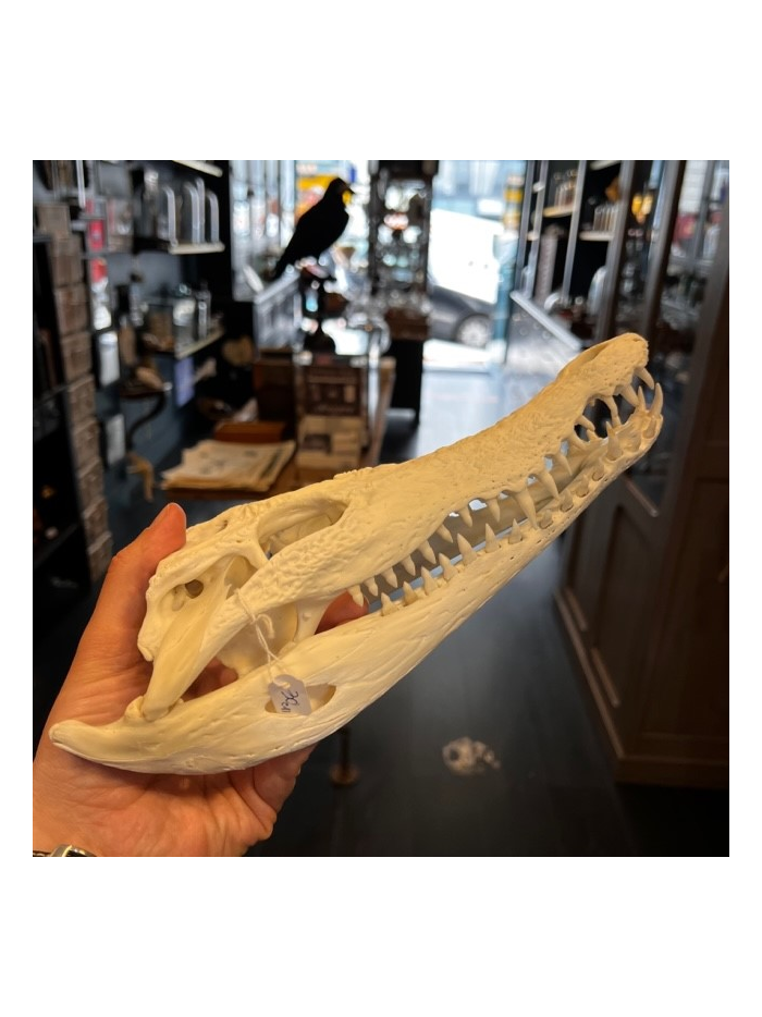 Australian marine crocodile skull: Crocodylus porosus - 30cm With CITES