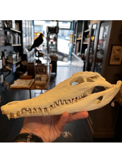 Australian marine crocodile skull: Crocodylus porosus - 30cm With CITES