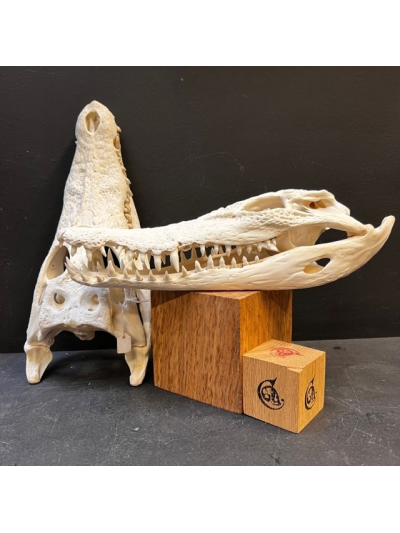 Australian marine crocodile skull: Crocodylus porosus - 30cm With CITES