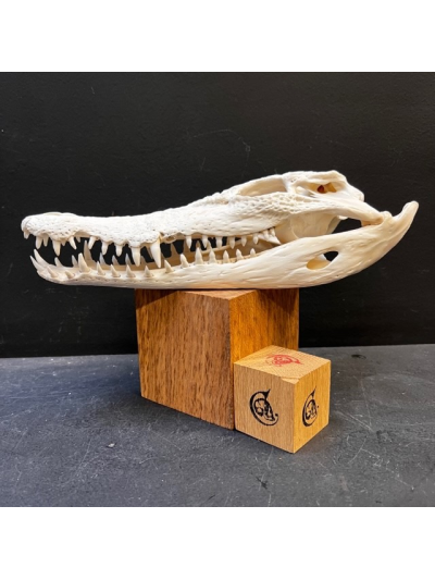 Australian marine crocodile skull: Crocodylus porosus - 30cm With CITES