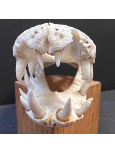 Australian marine crocodile skull: Crocodylus porosus - 30cm With CITES