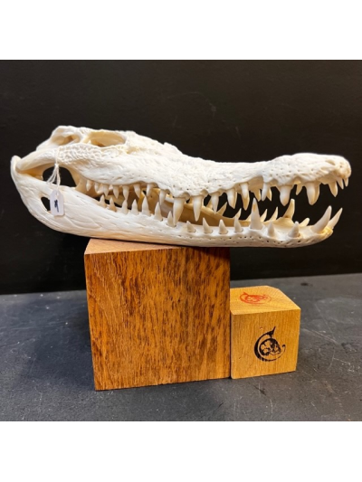 Australian marine crocodile skull: Crocodylus porosus - 30cm With CITES