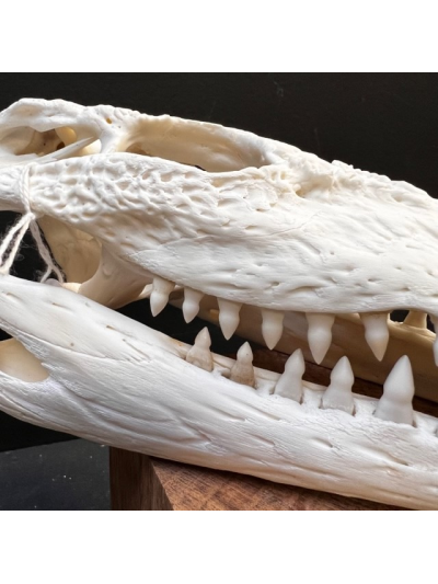 Australian marine crocodile skull: Crocodylus porosus - 30cm With CITES