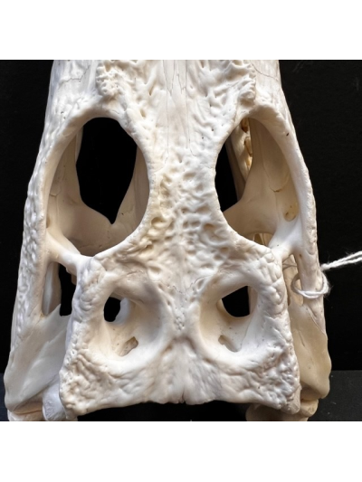 Australian marine crocodile skull: Crocodylus porosus - 30cm With CITES