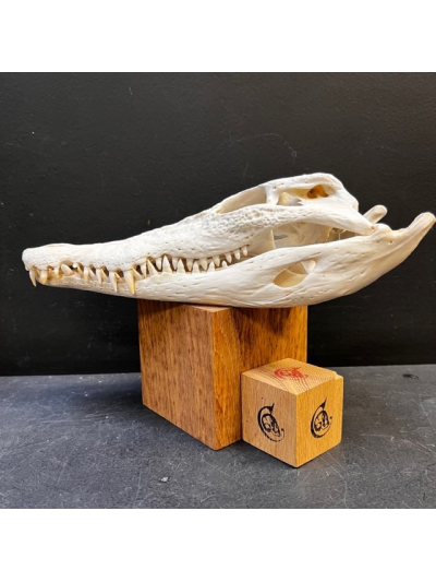 Australian marine crocodile skull: Crocodylus porosus - 30cm With CITES