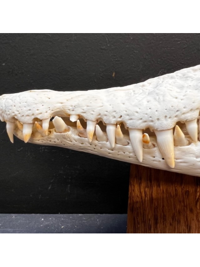 Australian marine crocodile skull: Crocodylus porosus - 30cm With CITES