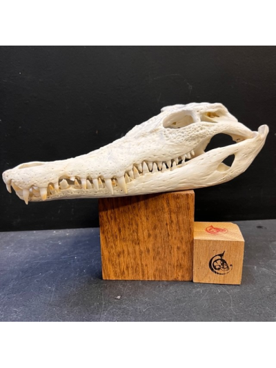 Australian marine crocodile skull: Crocodylus porosus - 30cm With CITES