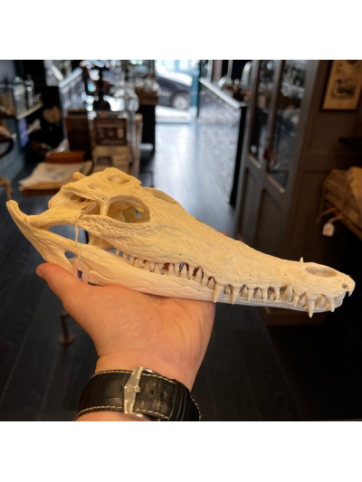 Australian marine crocodile skull: Crocodylus porosus - 29cm With CITES