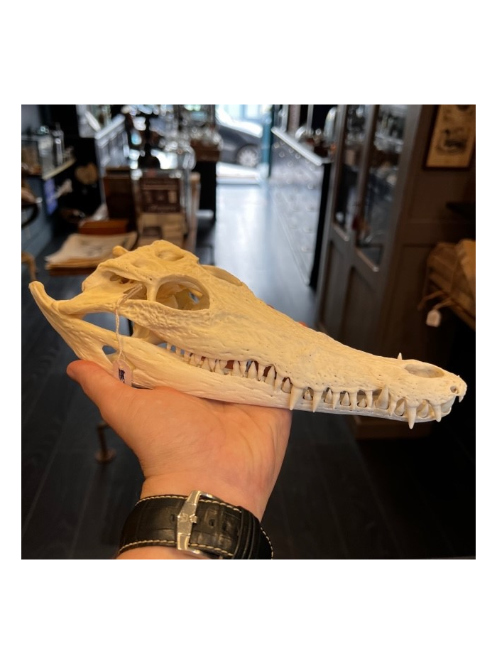 Australian marine crocodile skull: Crocodylus porosus - 29cm With CITES