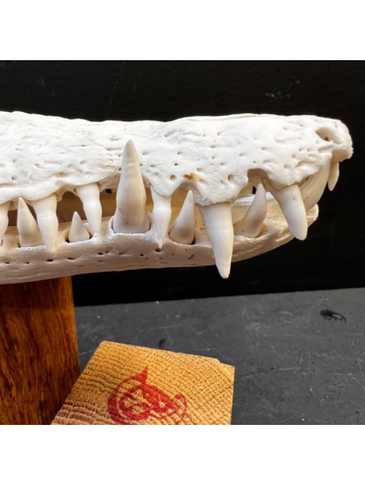 Australian marine crocodile skull: Crocodylus porosus - 29cm With CITES