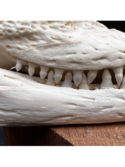 Australian marine crocodile skull: Crocodylus porosus - 29cm With CITES