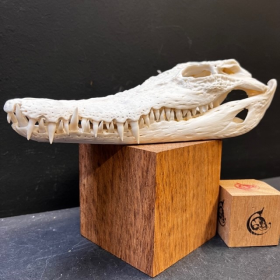 Australian marine crocodile skull: Crocodylus porosus - 29cm With CITES