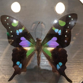 Naturalistic Frame Graphium Weiskei