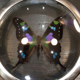 Naturalistic Frame Graphium Weiskei