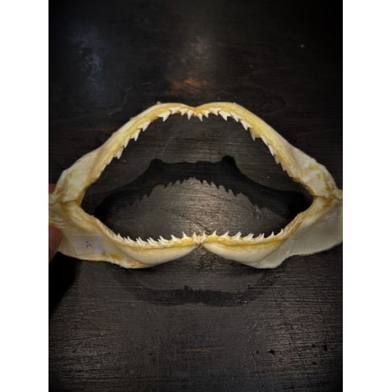 Sorrah shark jaws - Carcharhinus sorrah - 18/20cm