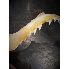 Sorrah shark jaws - Carcharhinus sorrah - 18/20cm