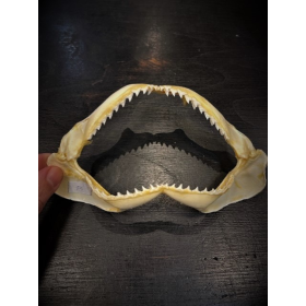 Sorrah shark jaws - Carcharhinus sorrah - 18/20cm