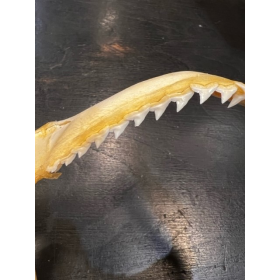 Sorrah shark jaws - Carcharhinus sorrah - 18/20cm