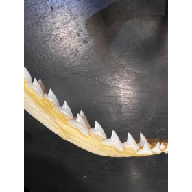 Sorrah shark jaws - Carcharhinus sorrah - 18/20cm