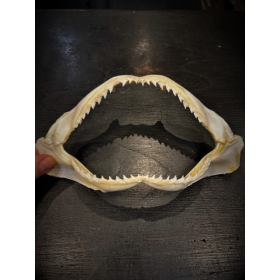 Sorrah shark jaws - Carcharhinus sorrah - 18/20cm