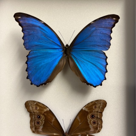 Boite entomologique avec 2 Morpho didius - 26x39cm