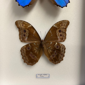 Boite entomologique avec 2 Morpho didius - 26x39cm