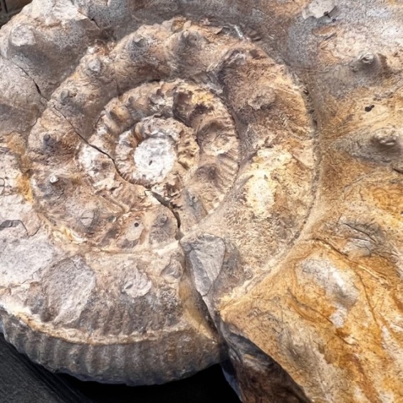 Ammonite Fossil - France - Jurassic - Reineckeia