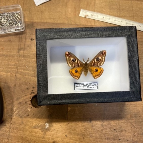 Entomological box - Saturnia pavonia butterfly - Small emperor moth