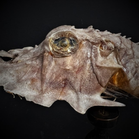 Jaggedhead gurnard fish on base - Gargariscus prionocephalus