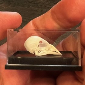 Canary bird skull in box