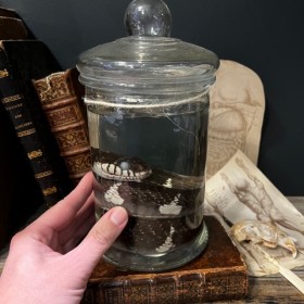 Museum jar - Wet specimen - Soft coral Alcyonium palmatum