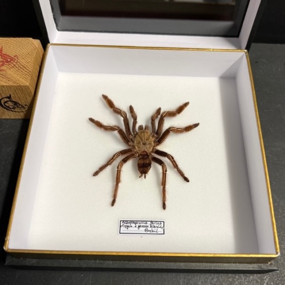 Spider tarentula Acanthoscurria ferina - Entomological bound box