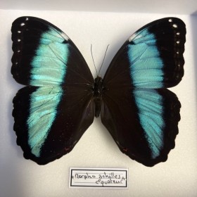 Morpho Achilles butterfly -...