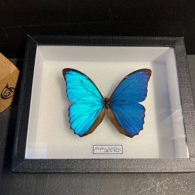 Morpho menelaus Horizontal...