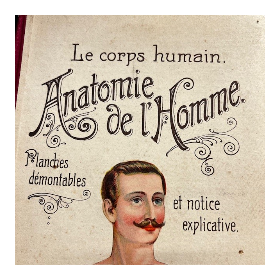 Removable plate - Anatomy of Man - Vigot Frères éditeurs