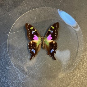 Magnifying Glass Butterfly:...