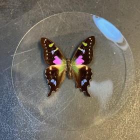 Papillon en loupe: Graphium...