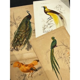 Birds - Antique chart by...
