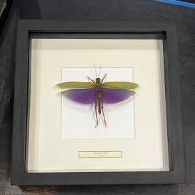 Entomological frame -...