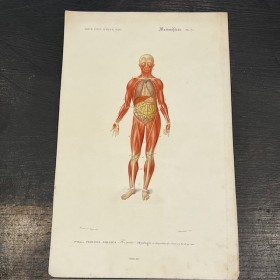 Anatomy - Antique chart by...