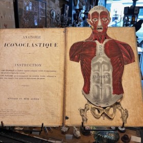 Atlas anatomique - Anatomie...