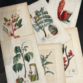 Botanical Plate - By...