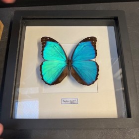 Entomological frame -...