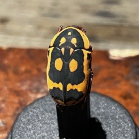 Pachnoda aemula - Beetle...