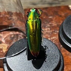 Chrysochroa fulminans -...