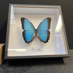 Morpho Peleïdes Butterfly -...