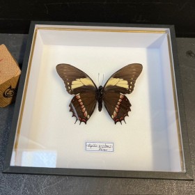 Entomological Box - Papilio...