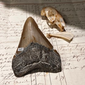 Megalodon tooth fossil-...